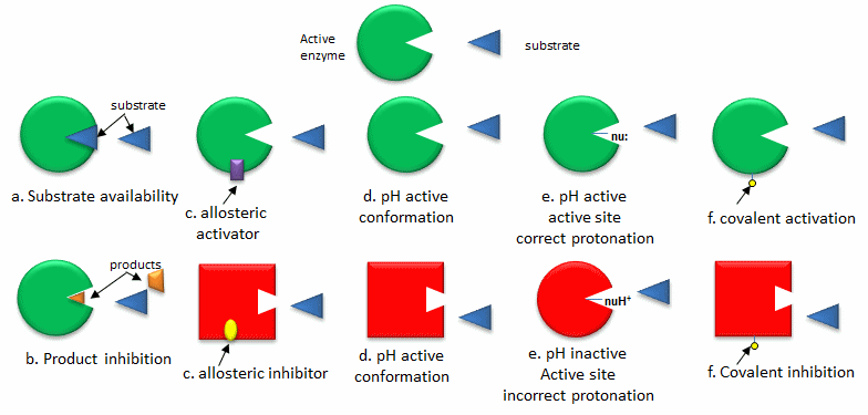 regulation-of-enzyme-activity-biochemistry-assignment-help